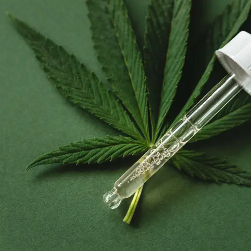 Érdekel, hogy a kannabisz olaj mire jó? Megnéztük!